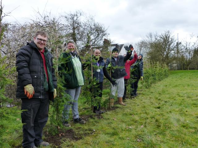 Hedge Planting At Cinnamond House (2)