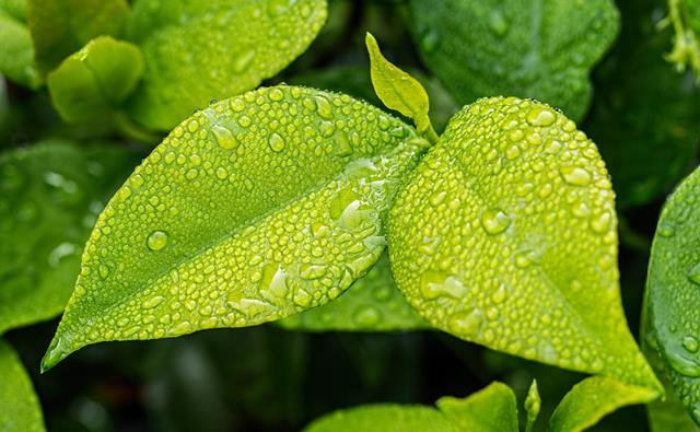 Leaf 1001679 960 720 Leaf 1001679 960 720