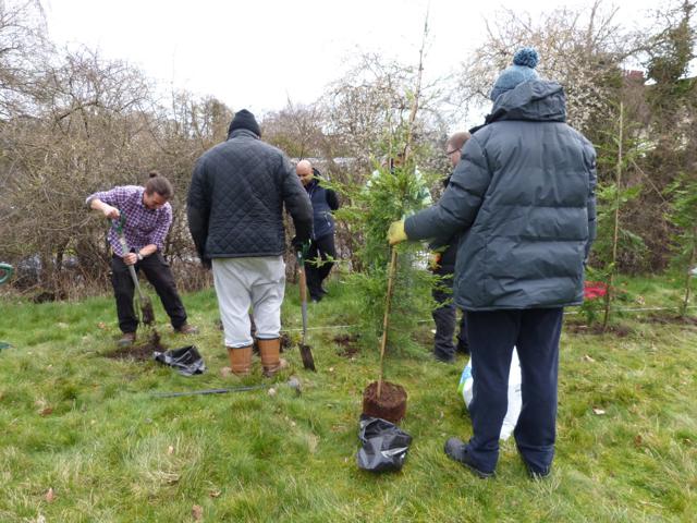 Hedge Planting At Cinnamond House (1)