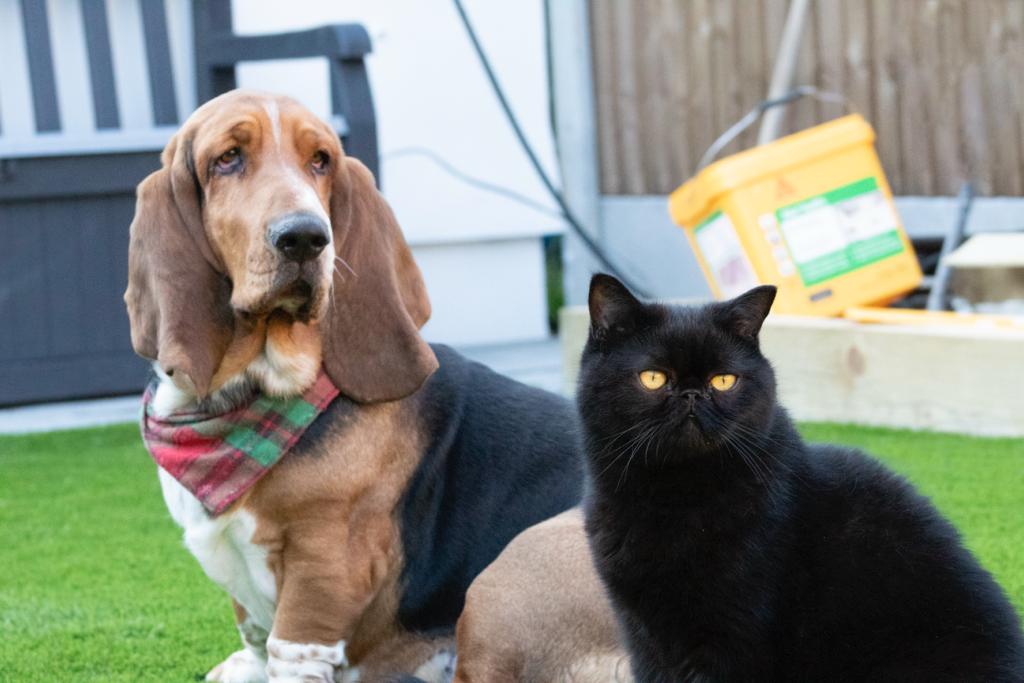 Pet permission Thrive Homes